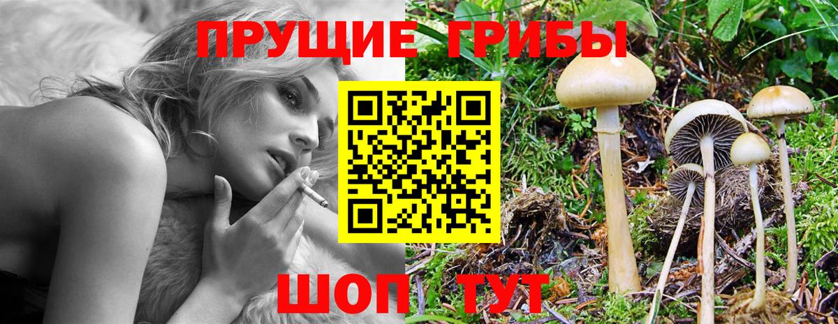 Псилоцибиновые грибы Psilocybe  где можно купить   Бор  Вход с VPN  Псилоцибиновые грибы GOLDEN TEACHER 